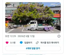 곧 못 보게 된다는 부천의 한 등나무