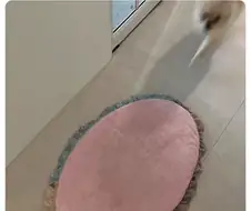 친구집에서 발매트인줄 알고 밟고 있던 것의 정체