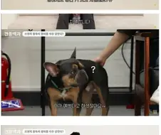 개도 외모로 차별하는가.jpg