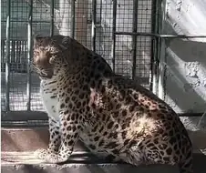 민영화 후 행복한 돼지들