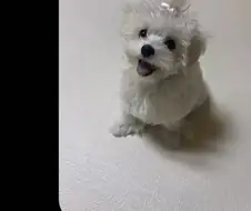 띄어쓰기의 중요성