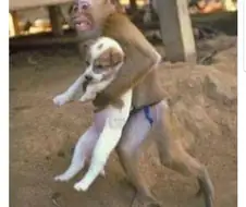 소년 만화 - 성인지 - 소년 만화 동인지