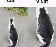 고양이안의고양이