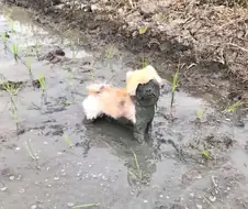 주..인님....도...만화...ㅅ ㅔ...ㅇ...ㅛ