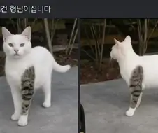 문신 고양이 형님.jpg