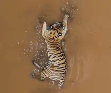 대한민국이 호랑이 모양이라는데 잘 모르겟음