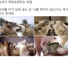 (트릭컬)늑대는 친애의 표시로 앙냥냥을 한다