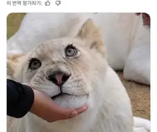 암사슴이랑 비견되는거