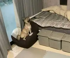 주인 심장 철렁하게 하는 표정