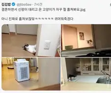 감시하는 냥이