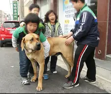 약혐) 초등학생이 도사견 습격