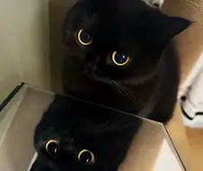 귀요미 검냥이...