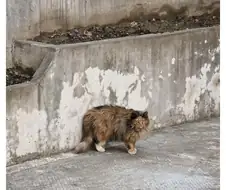 펌) 방금 길거리에서 본 역대급 길냥이 미묘;;