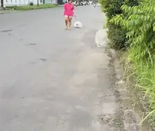 시추 털 안자르면 생기는 일