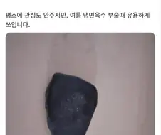 애완돌 15년차