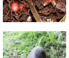 땅 속에서 꽃과 열매가 열린다는 신비한 식물 jpg.