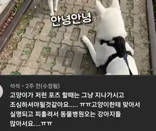 고양이 발톱은 진짜 조심해야겠네.jpg