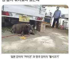 웬 곰이 묶여있나 했는데..