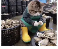 두번 다시 생선가게 털지 않아~