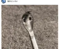 인도서 2살 , 8살 아이 코브라 물어 즉사