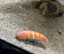 생체 초밥