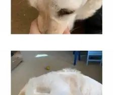 실수로 강아지 머리에 이발기 떨굼
