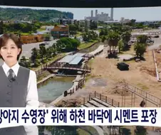 반려동물 수영장을 위해 하천을 콘크리트로 메꿔버림