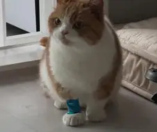 발 다친 화난고양이