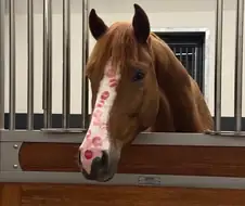 키스마크로 떡칠된 말.