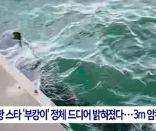 부산 상어 무태상어 아니었다.jpg