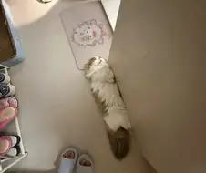 고양이: 여기가 가장 서늘해
