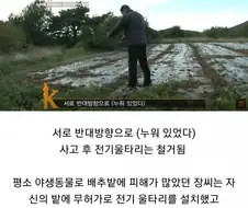 배추 서리 때문에 인생 망함