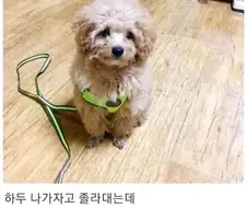 여름철 견주들 상황