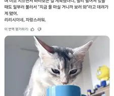 고양이가 물을 마실 때마다 칭찬하면 생기는 일.