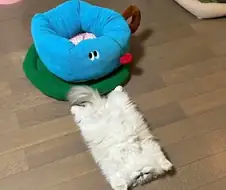 네모네모 고먐미 VS