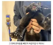 키에에엑! 놔라 집사! 나는 이것을 먹어야 한다 말이다앗!!!