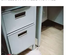 부대에 나타난 댕댕이