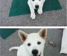 개같은 보안과장.jpg