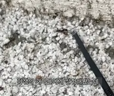 둘이 먹다가 하나가 죽는다고 하는 코카콜라.jpg