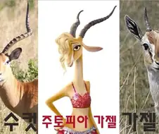 근육맨)가젤은 성별따라 뿔 모양이 다르다던데