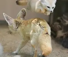 플라잉 사막여우.jpg