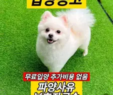 어쩔 수 없는 강아지 파양 사유