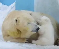 엄마 초코파이보다 몽쉘이 더 맛있어요