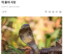 조련이 덜 된 뱀쇼의 위험성