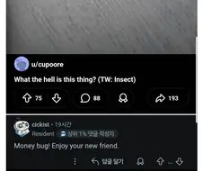 한국에서 돈벌레 처음 본 외국인