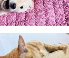 강아지와 고양이가 함께사는.jpg