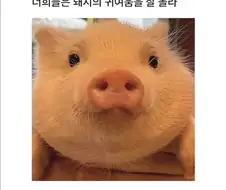 너희는 돼지의 귀여움을 몰라