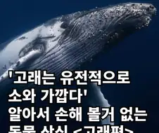 고래와 관련된 지식...
