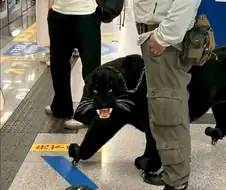 지하철에 나타나서 난리난 흑표범