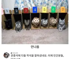 고양이 달리기 경주가 없는 이유